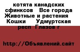 котята канадских сфинксов - Все города Животные и растения » Кошки   . Удмуртская респ.,Глазов г.